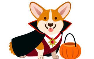 Corgi dog wearing vampire Halloween costume with black cape, fan