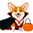 Corgi dog wearing vampire Halloween costume with black cape, fan